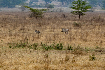 Wild boar II