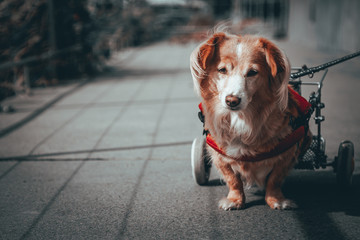 niepełnosprawny pies na zwierzęcym wózku inwalidzkim podczas spaceru	
