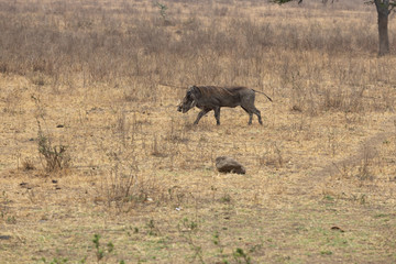 Wild boar VIII