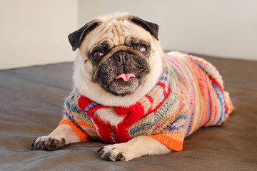 Pug dog laying on a couch looking at the camera. Funny pug dog dressed in knitted sweater indoors.