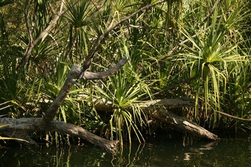 Paysage australien
