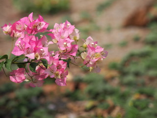 Magnoliophyta Scientific name Bougainvillea Paper flower pink color on blurred of nature background