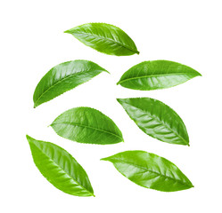 Green tea leaf on white background