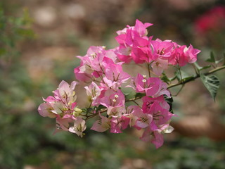 Magnoliophyta Scientific name Bougainvillea Paper flower pink color on blurred of nature background