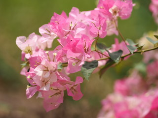 Magnoliophyta Scientific name Bougainvillea Paper flower pink color on blurred of nature background