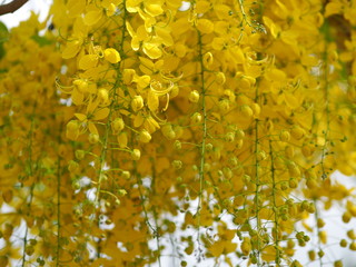 yellow color flowers Cassia fistula, Golden Shower Tree, Ratchaphruek full blooming beautiful in garden blurred of nature background