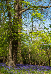 Obraz premium Carpet of wild bluebells in woodland, photographed at Pear Wood next to Stanmore Country Park in Stanmore, Middlesex, UK