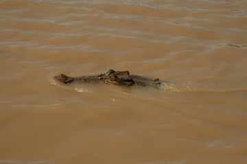 Crocodile en Australie