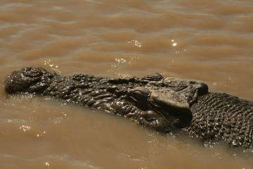 Crocodile en Australie