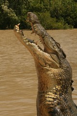 Crocodile en Australie
