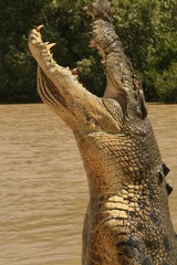 Crocodile en Australie