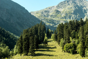 The last forest