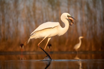 Egret eating fish