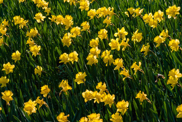 Białostockie Plany wiosną, Białystok, Podlasie, Polska