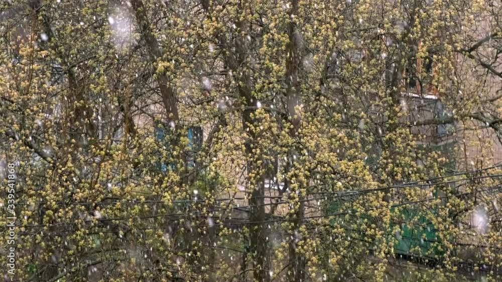 Poster Snow in spring against the background of budding trees.