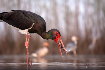 Stork eating fish