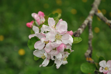 White apple flowers on a beautiful green background in a rural garden.