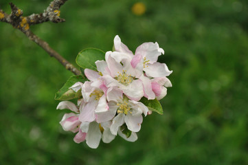 White and gentle apple flowers on a branch with green leaves. Beautiful background of green foliage.