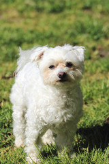 Bolonka in der Wiese