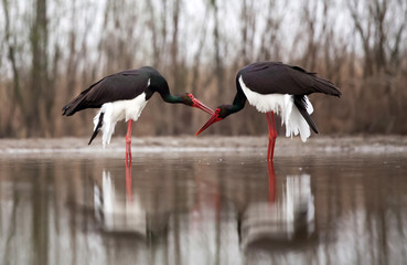 Stork eating fish
