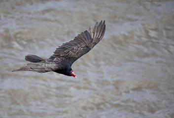 Turkey Vulture in Flight