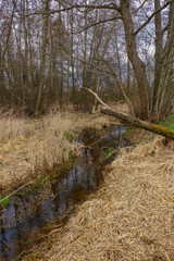 Ein umgestürzter Baum liegt auf einer Wiese mit Bachlauf