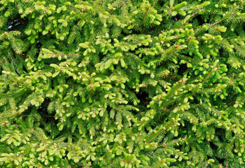 Fir tree hedge.