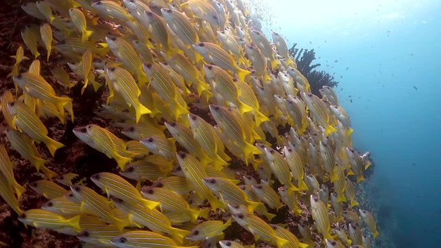 Schooling yellow snappers swimming together alongside the reef