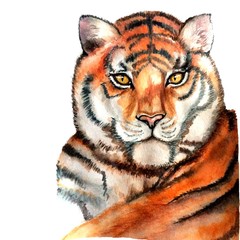 tiger on white
