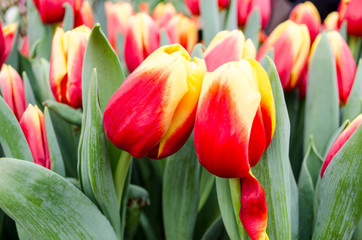 View of beautiful spring tulips