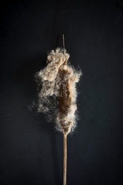 Bullrush 
