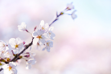 満開の桜の枝 桜のつぼみのアップ