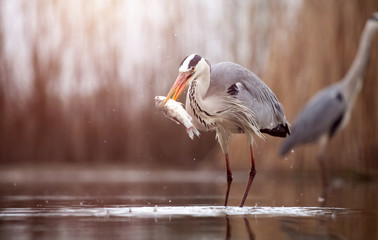 Grey heron eating fish