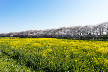 青空の下の桜と菜の花畑