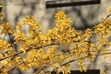 forsythia, yellow flowers, spring 