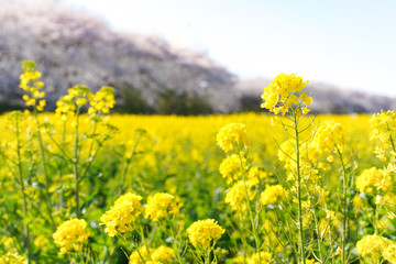 Obraz premium 菜の花畑 黄色い花