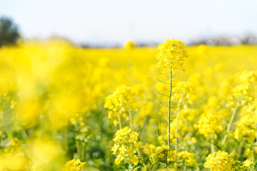Obraz premium 菜の花畑 黄色い花