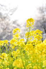 Fototapeta premium 菜の花畑 黄色い花