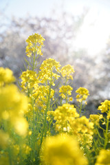 Fototapeta premium 菜の花畑 黄色い花