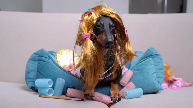 dachshund in funny wig and dress lies on the sofa among cosmetics . slow motion