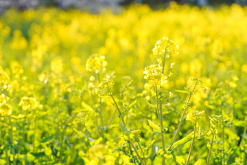 菜の花畑 黄色い花