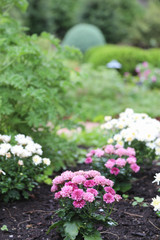 Fototapeta premium flowers in the garden