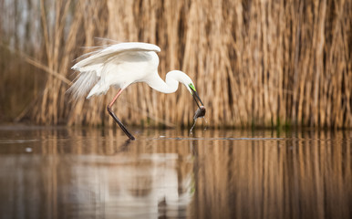 Egret eating fish
