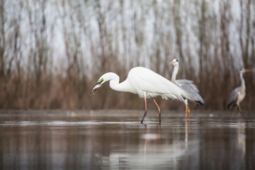 Egret eating fish