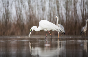 Egret eating fish