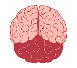 Illustration of human brain on white background