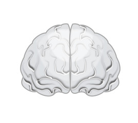 Illustration of human brain on white background