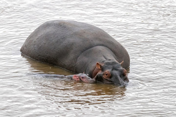 Mother and baby hippos in the Mara River