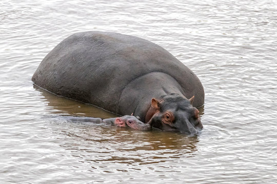 Mother And Baby Hippos In The Mara River