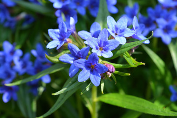Bright Blue flowers on Lithodora diffusa, Heavenly Blue